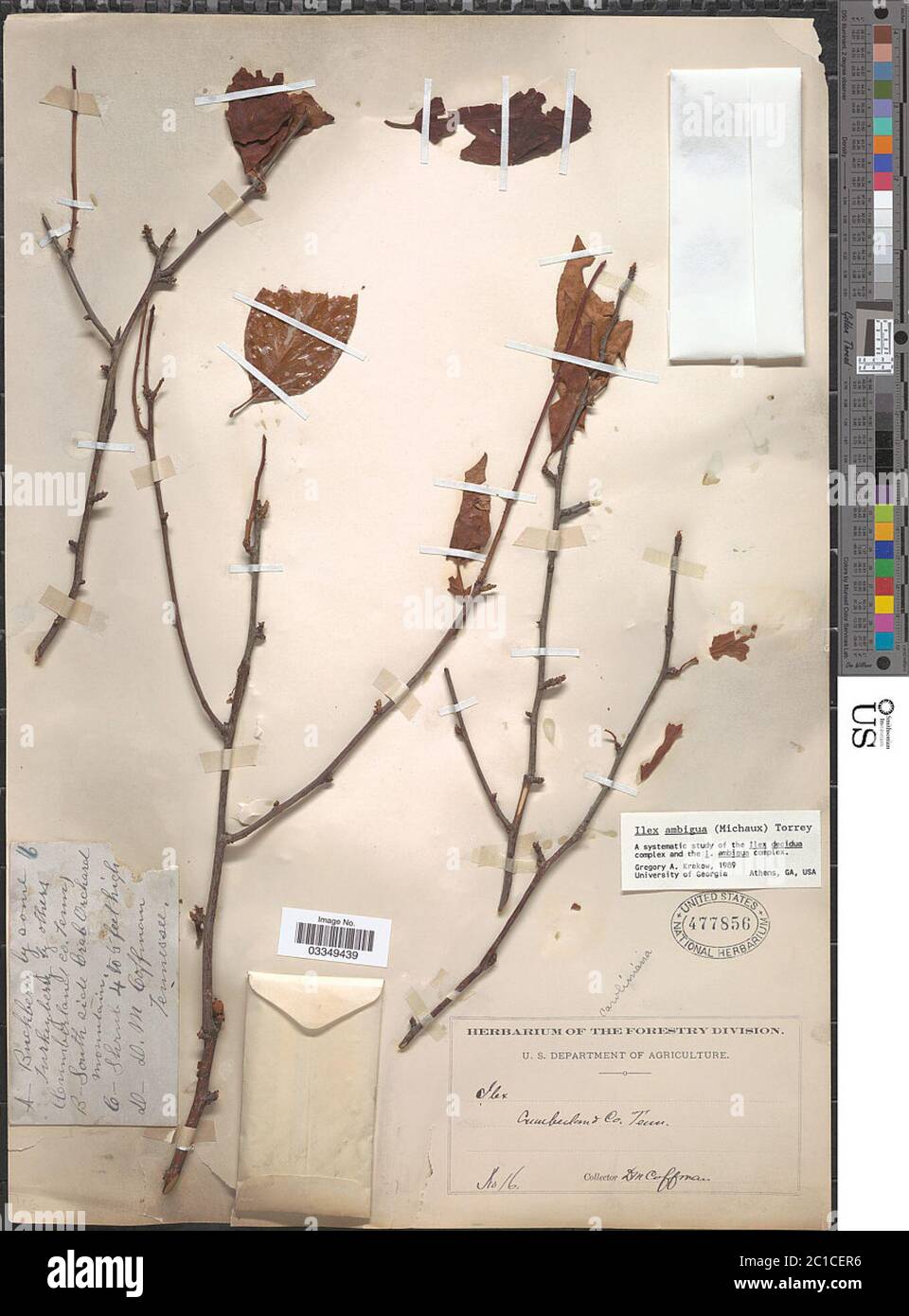 Ilex ambigua Chapm Ilex ambigua Chapm. Banque D'Images