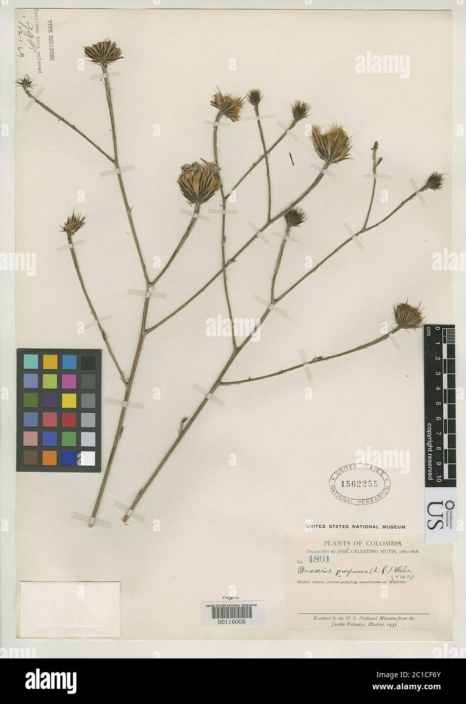 Atractylis purpurea L f Atractylis purpurea L F. Banque D'Images