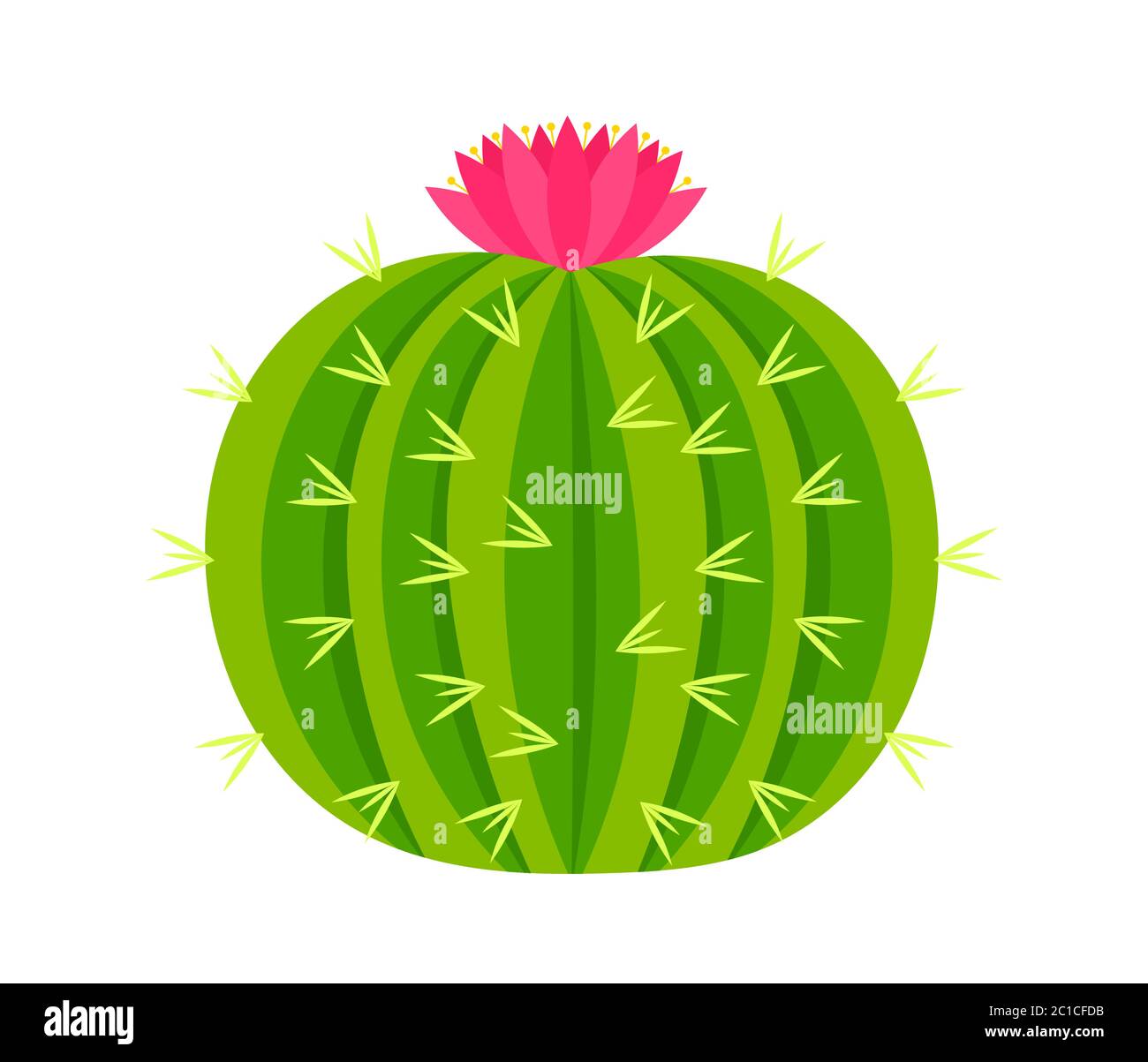 Cactus ronds à fleur rose. Illustration vectorielle. Illustration de Vecteur