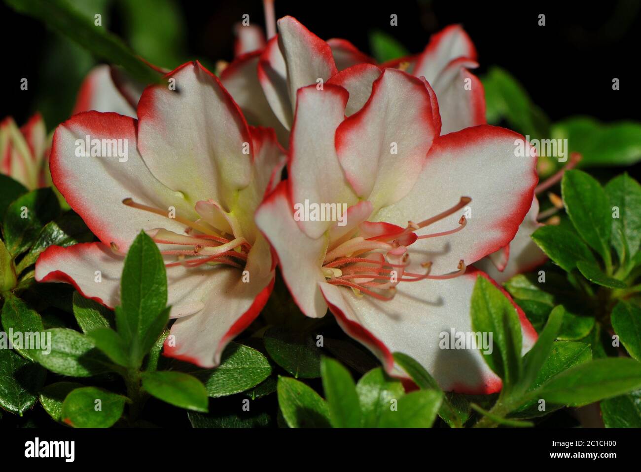 Belle fleur de camélia Banque D'Images