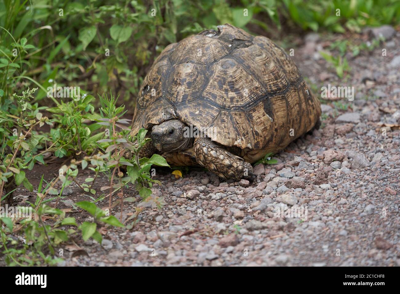 Tortue léopard Stigmochelys pardalis Afrique Kenya Tanzanie Grande et marquée avec goût trouvé dans les savanes Banque D'Images