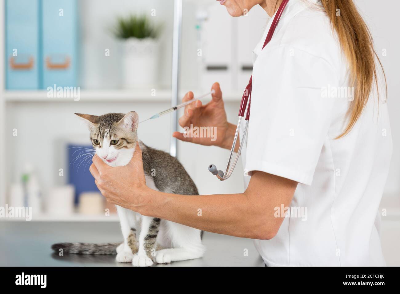 Plaçant une injection de vaccins vétérinaires à un chat à la clinique Banque D'Images