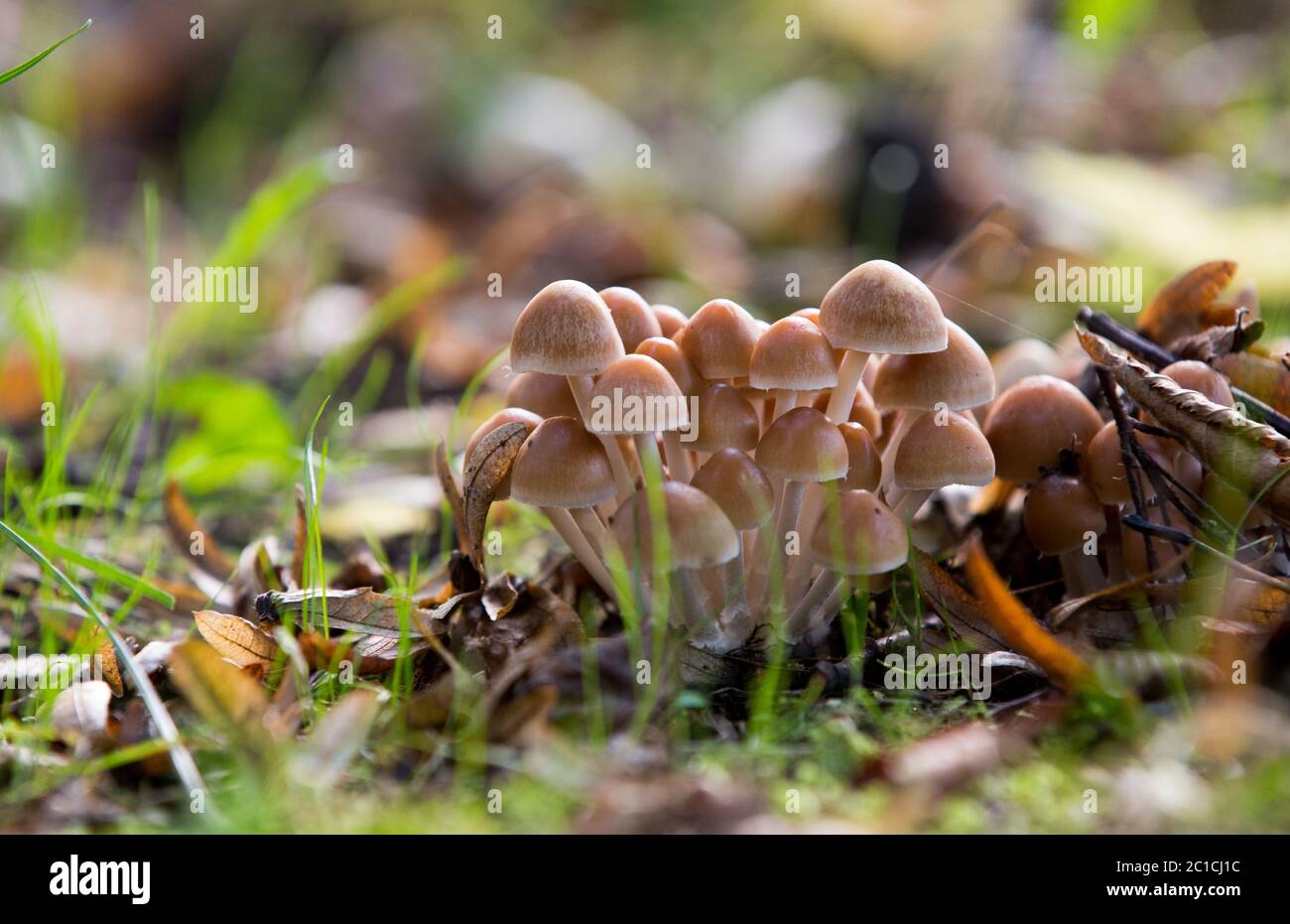 Champignons Banque D'Images