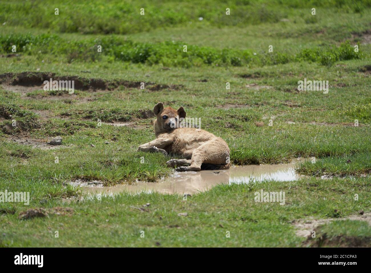 Hyena tachetée riant hyenas crocuta crocuta Safari Afrique Banque D'Images