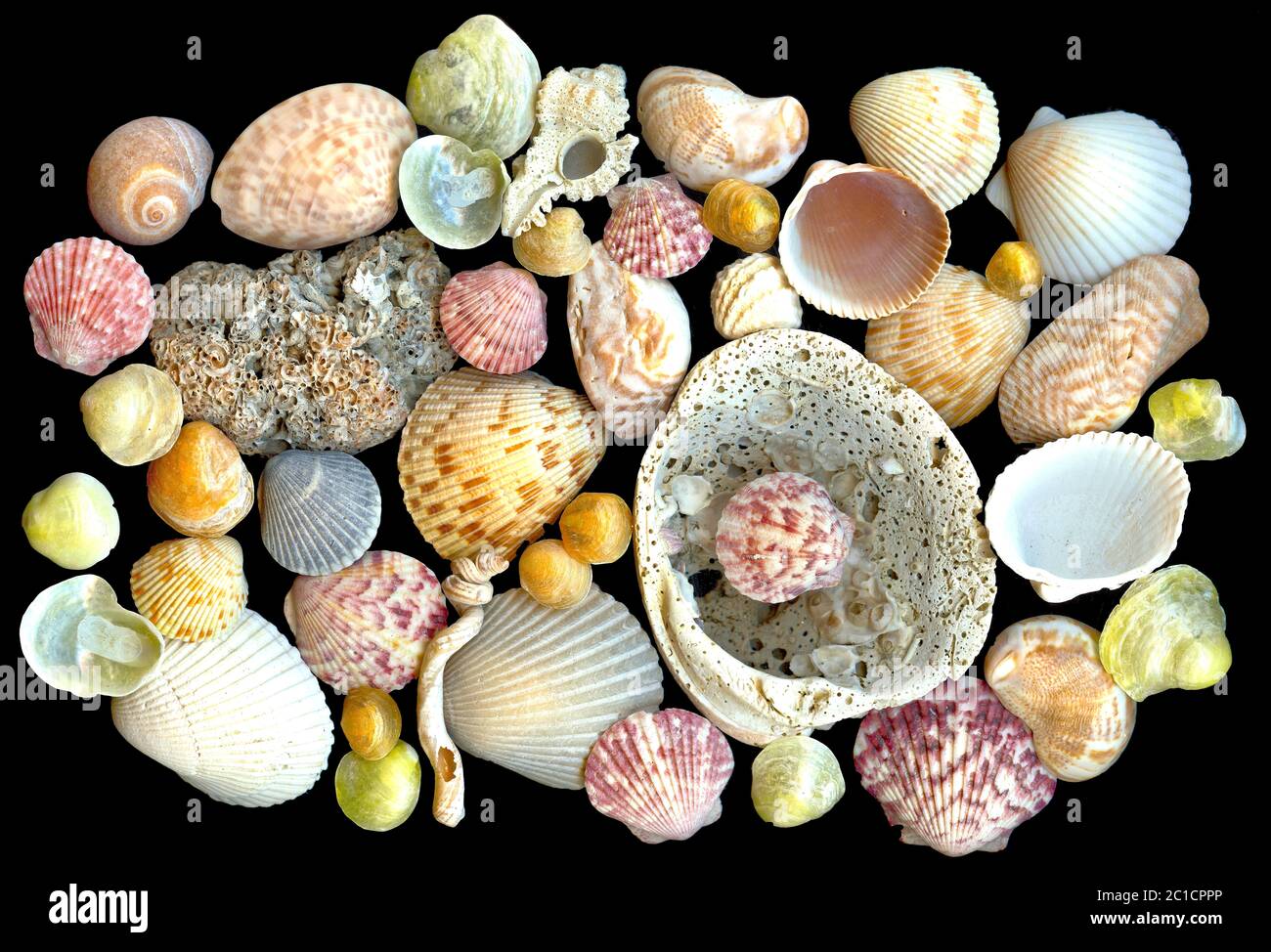 Collection colorée de différentes coquillages du golfe du Mexique sur fond sombre. Coquilles de mollusques de différentes couleurs, tailles, formes et motifs. Banque D'Images