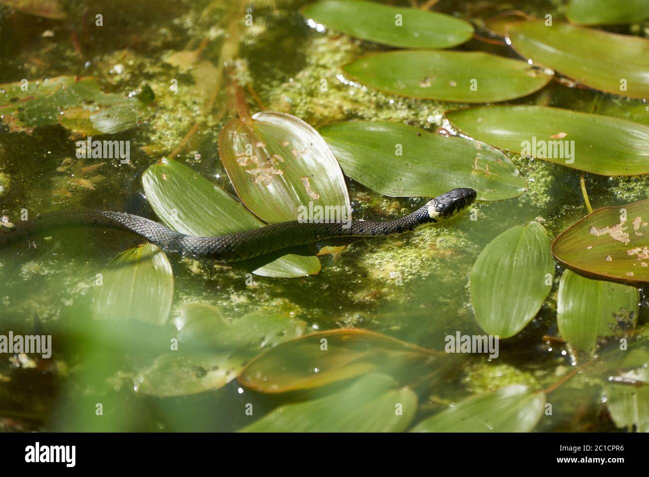 Serpent gras dans le portrait du lac Natrix Natrix Banque D'Images
