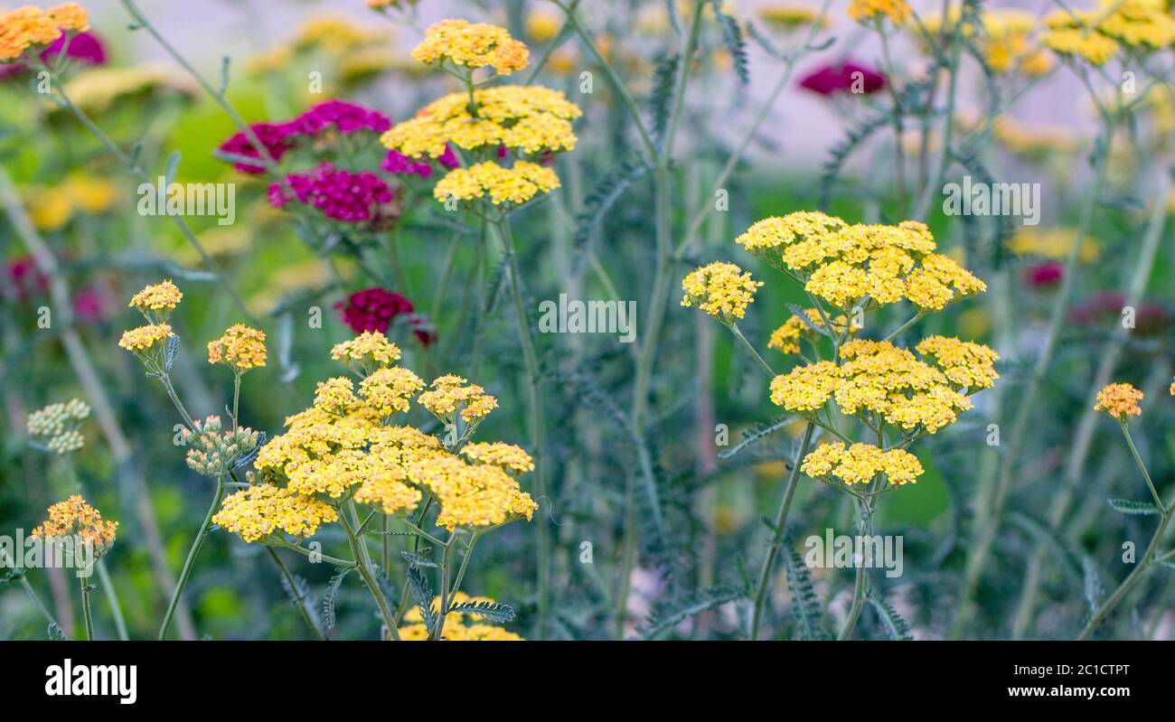Plante vivace rouge Achillea glaberrima utilisée dans la conception de paysage Banque D'Images