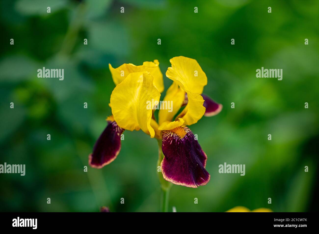 Gros plan, iris jaune en fleurs sur fond vert. Banque D'Images