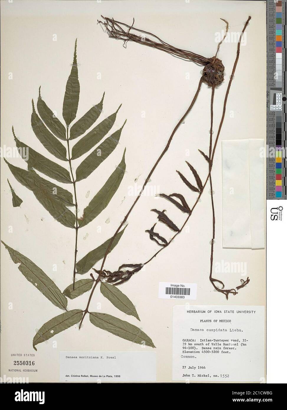 Danaea moritziana C Presl Danaea moritziana C Presl. Banque D'Images