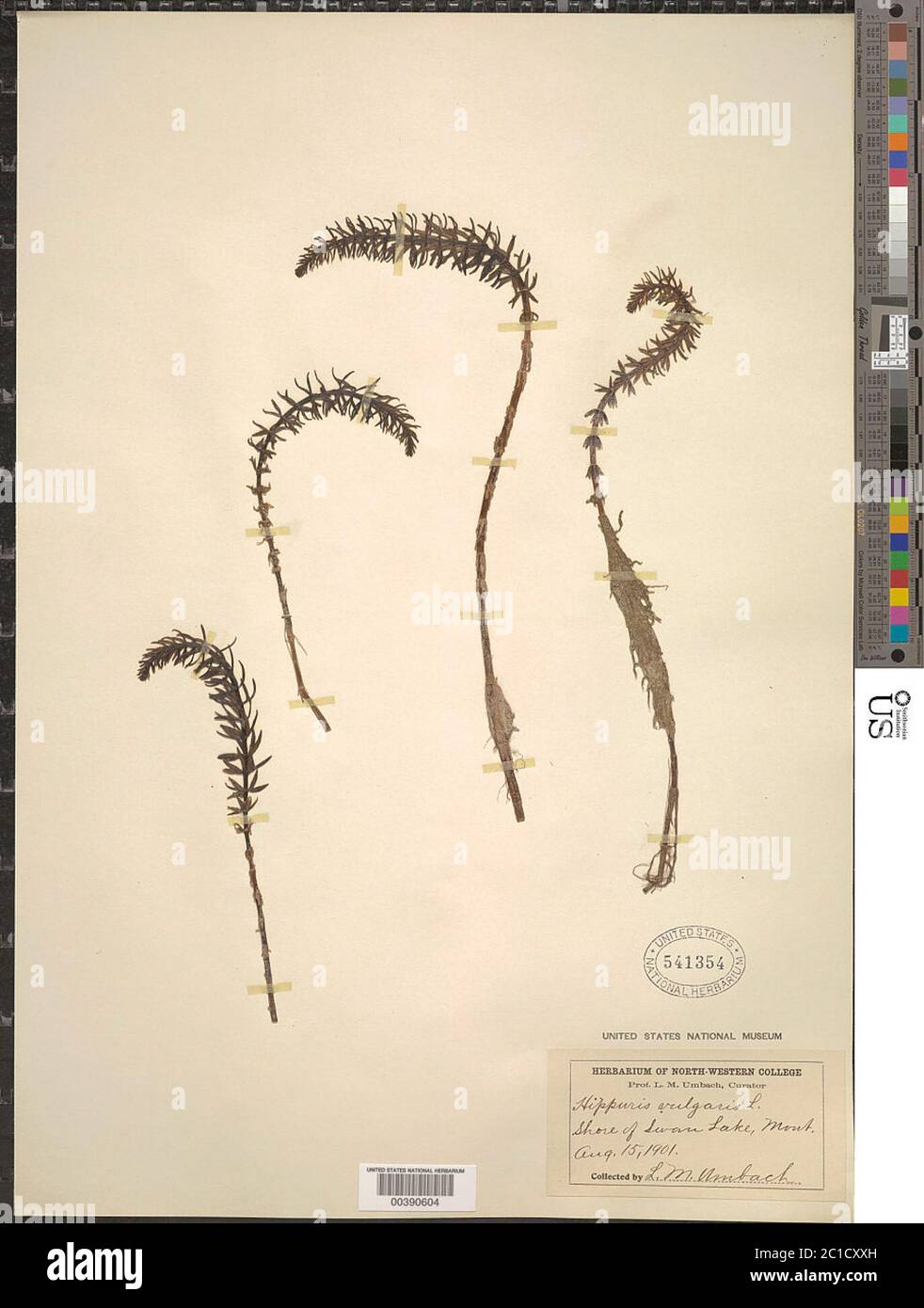 Hippuris vulgaris L Hippuris vulgaris L. Banque D'Images