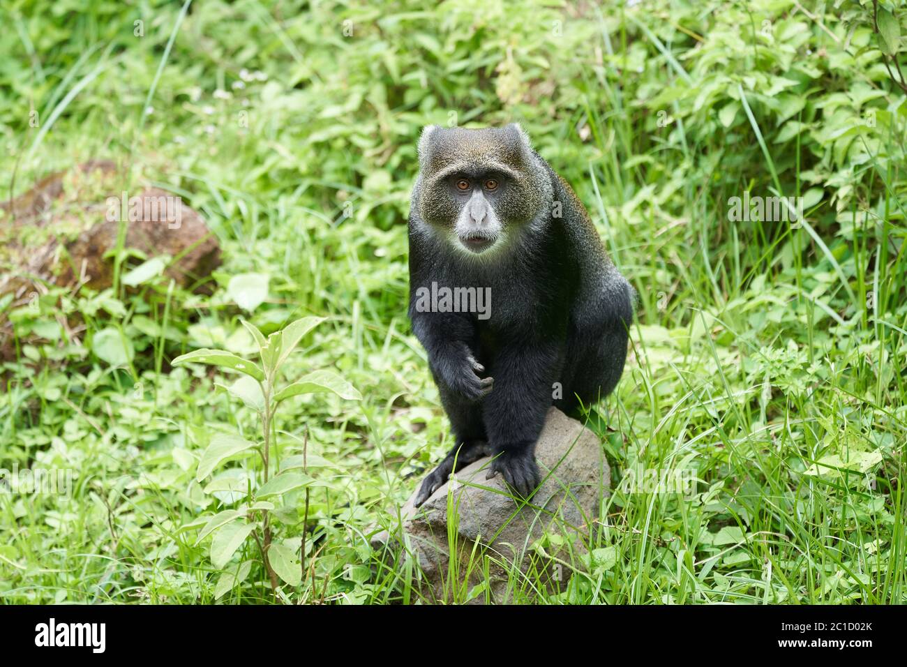 canopy-manyara-banque-de-photographies-et-d-images-haute-r-solution
