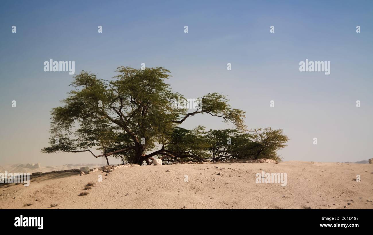 Arbre de vie légendaire, désert de bahreïn Banque D'Images