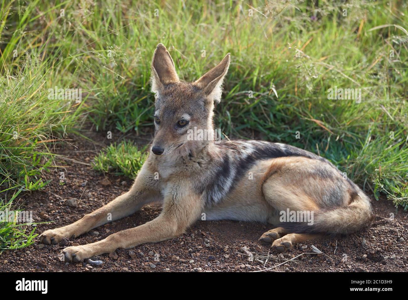 Golden Jackal Canis aureus Safari Portrait sauvage Banque D'Images