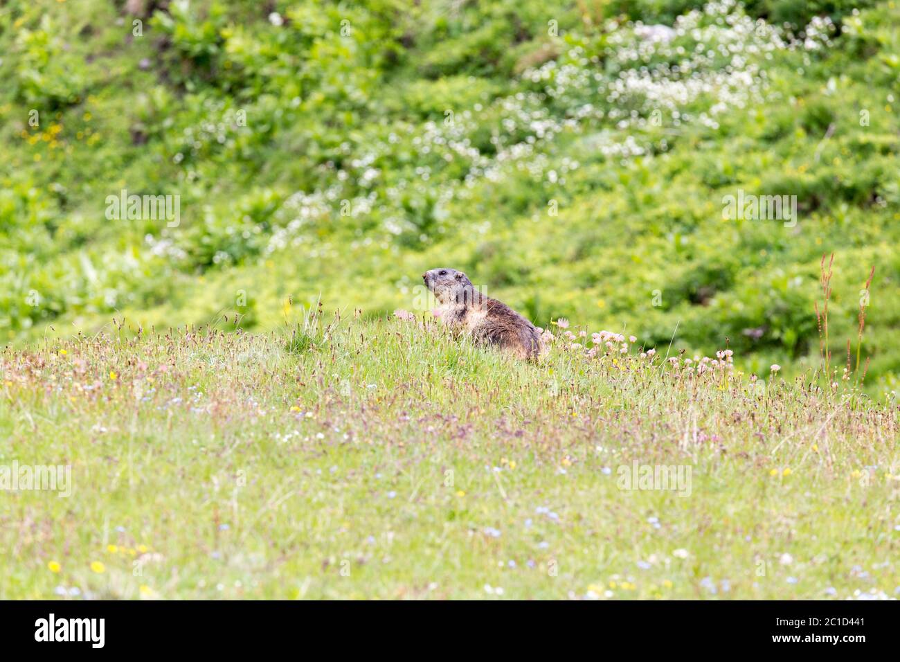 Marmotte alpine marmota marmota dans son habitat naturel Banque de