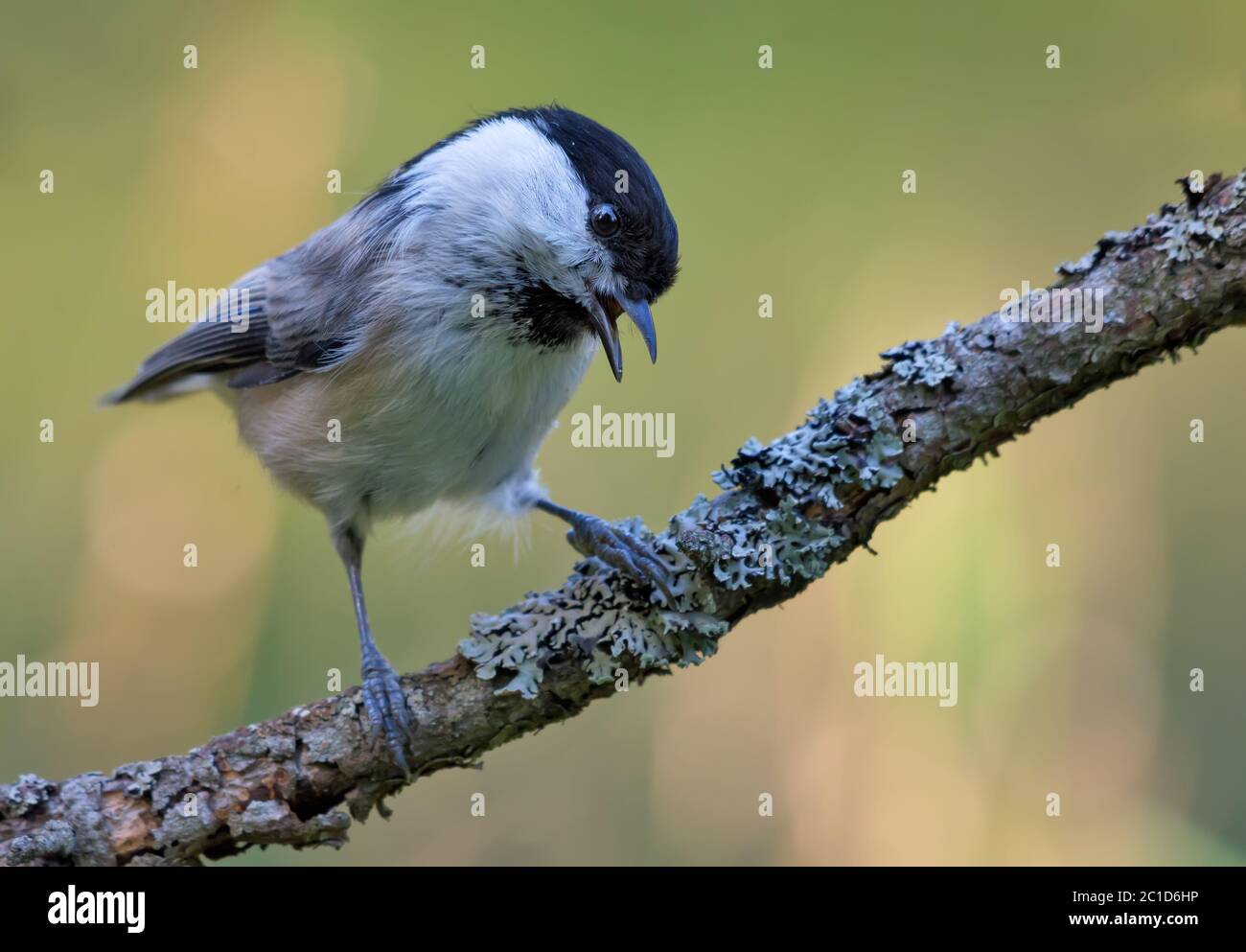 Appel de Wiilow Tit (poecile montanus) avec un bec large et ouvert perché sur une branche densément couverte de lichen dans la forêt Banque D'Images