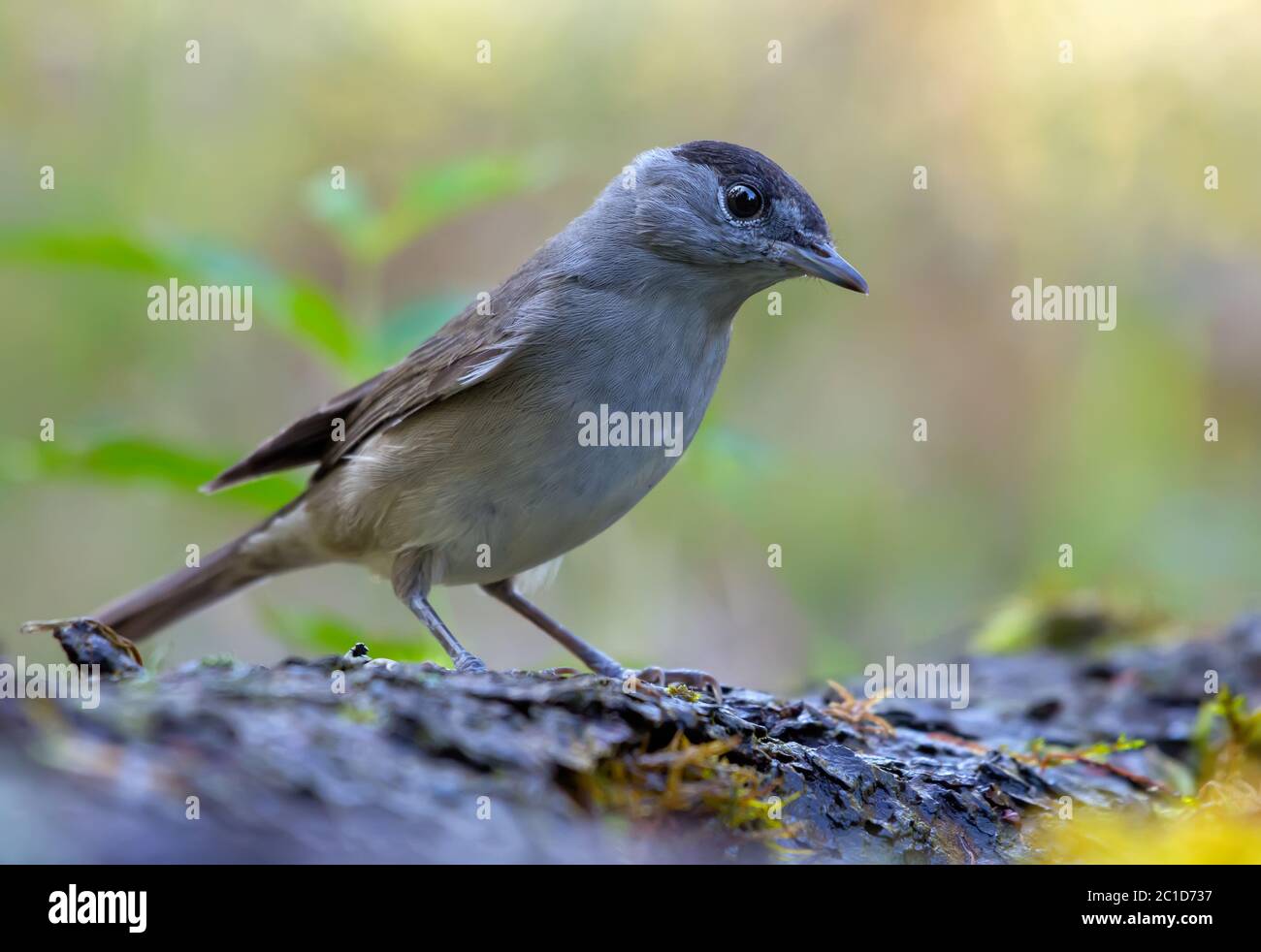 La calotte noire eurasienne mâle (sylvia atricapilla) pose sur une écorce de tige de lichen âgée dans la forêt Banque D'Images