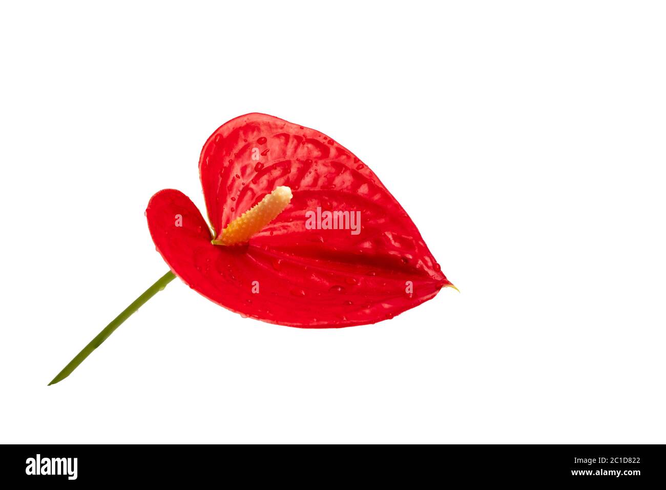 Fleur d'anthurium de flamants rouges isolée sur fond blanc Banque D'Images