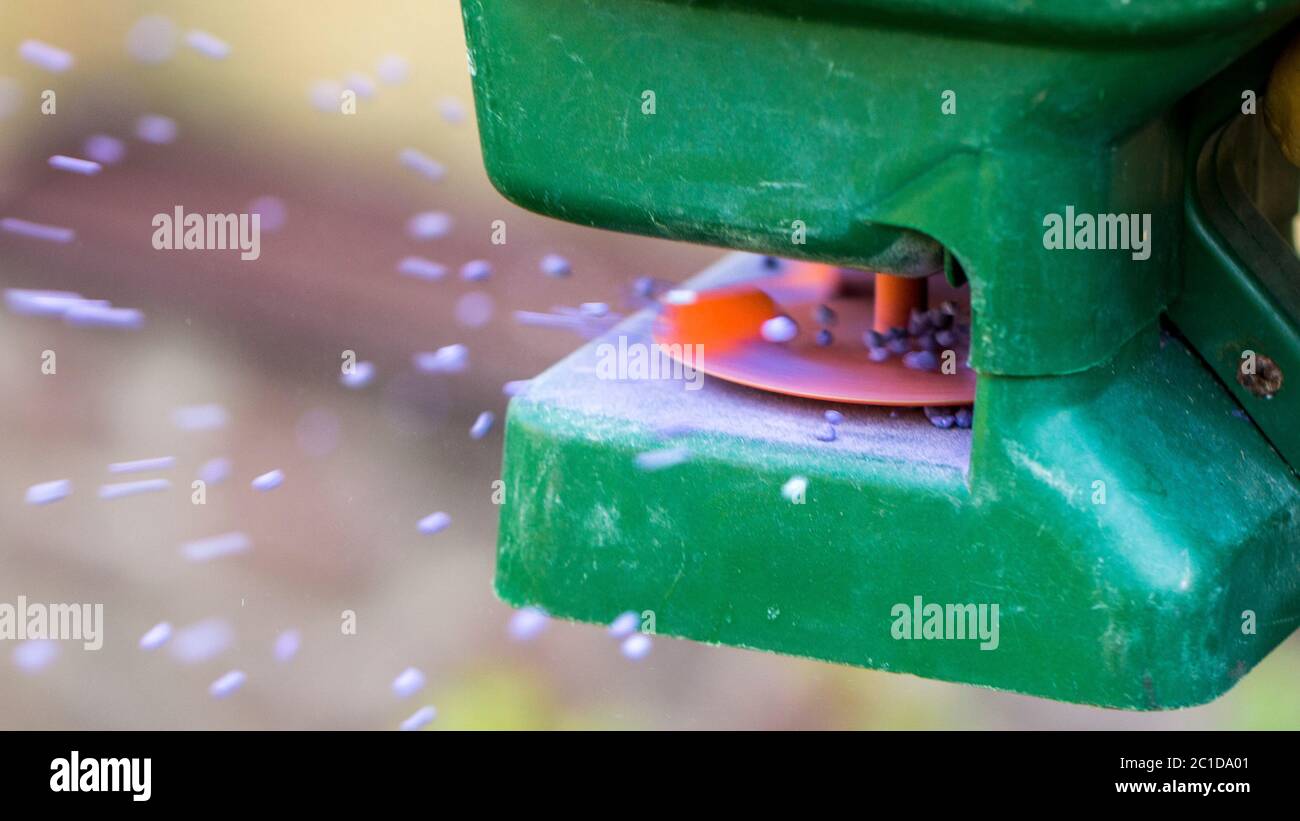 Fertilisation manuelle de la pelouse dans la cour arrière au printemps. Gros plan Banque D'Images