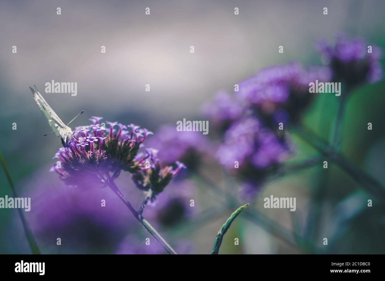 gros plan de la fleur de verveine bonariensis violette Banque D'Images