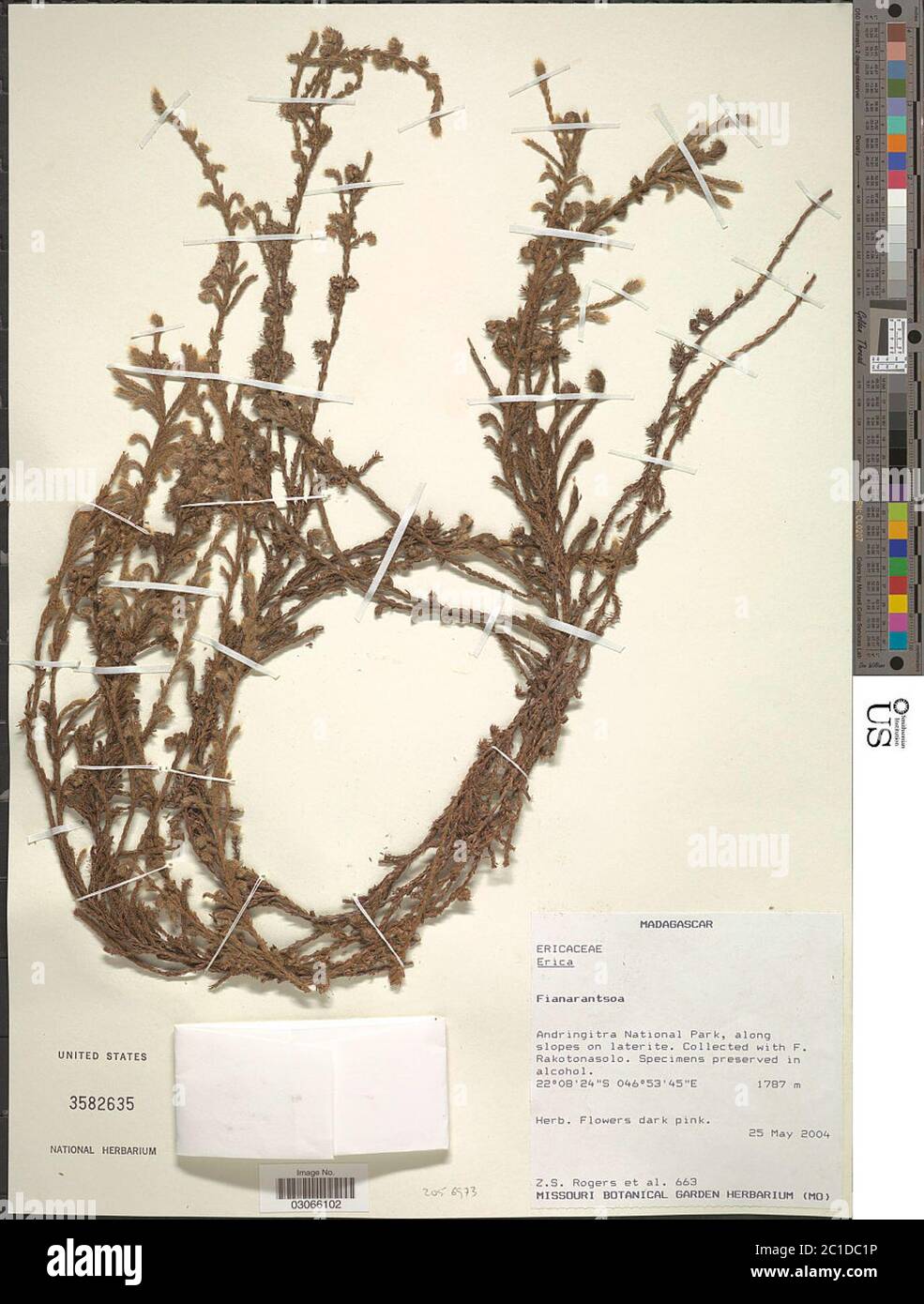 Erica sp Erica sp. Banque D'Images