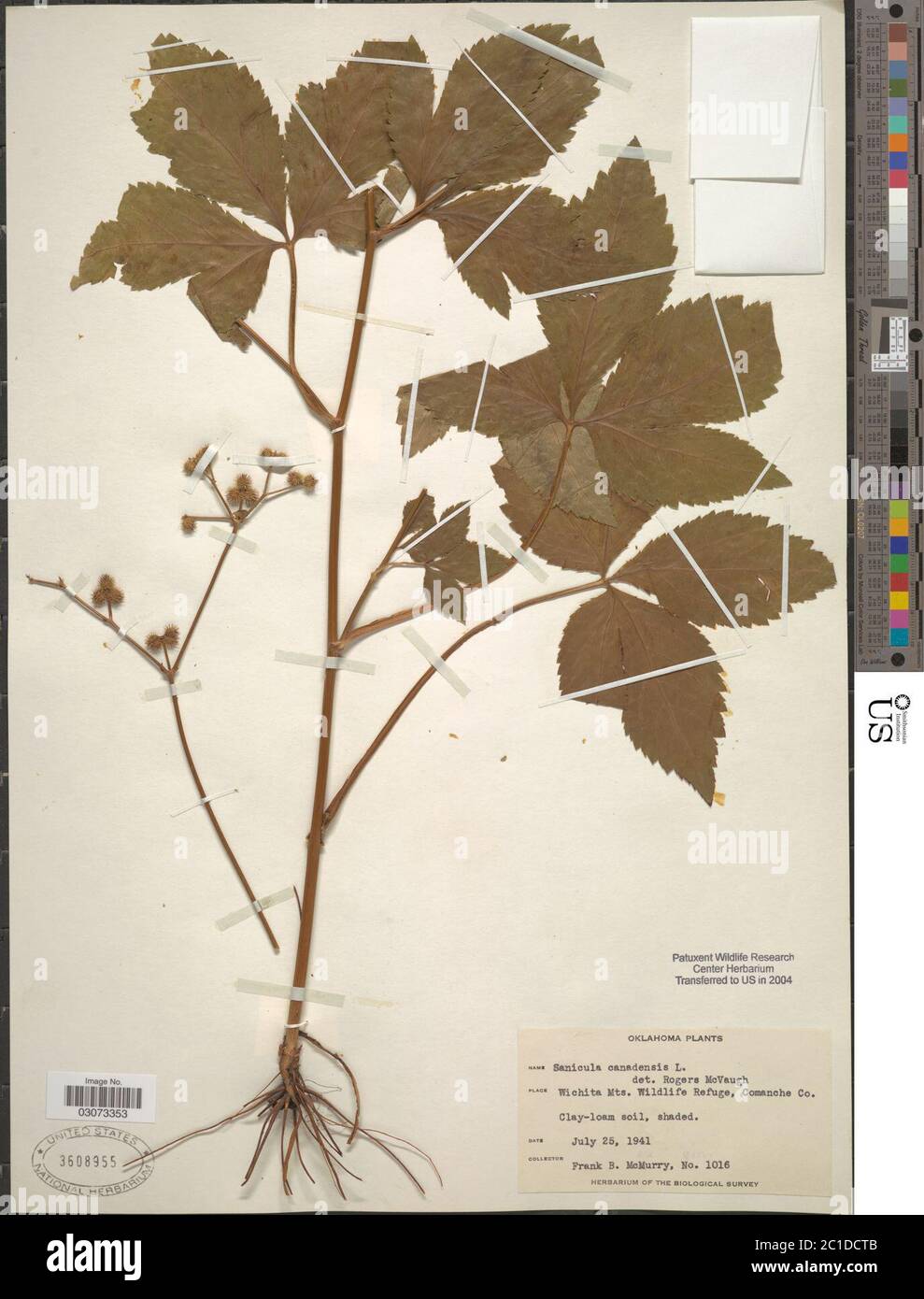 Sanicula canadensis L Sanicula canadensis L. Banque D'Images