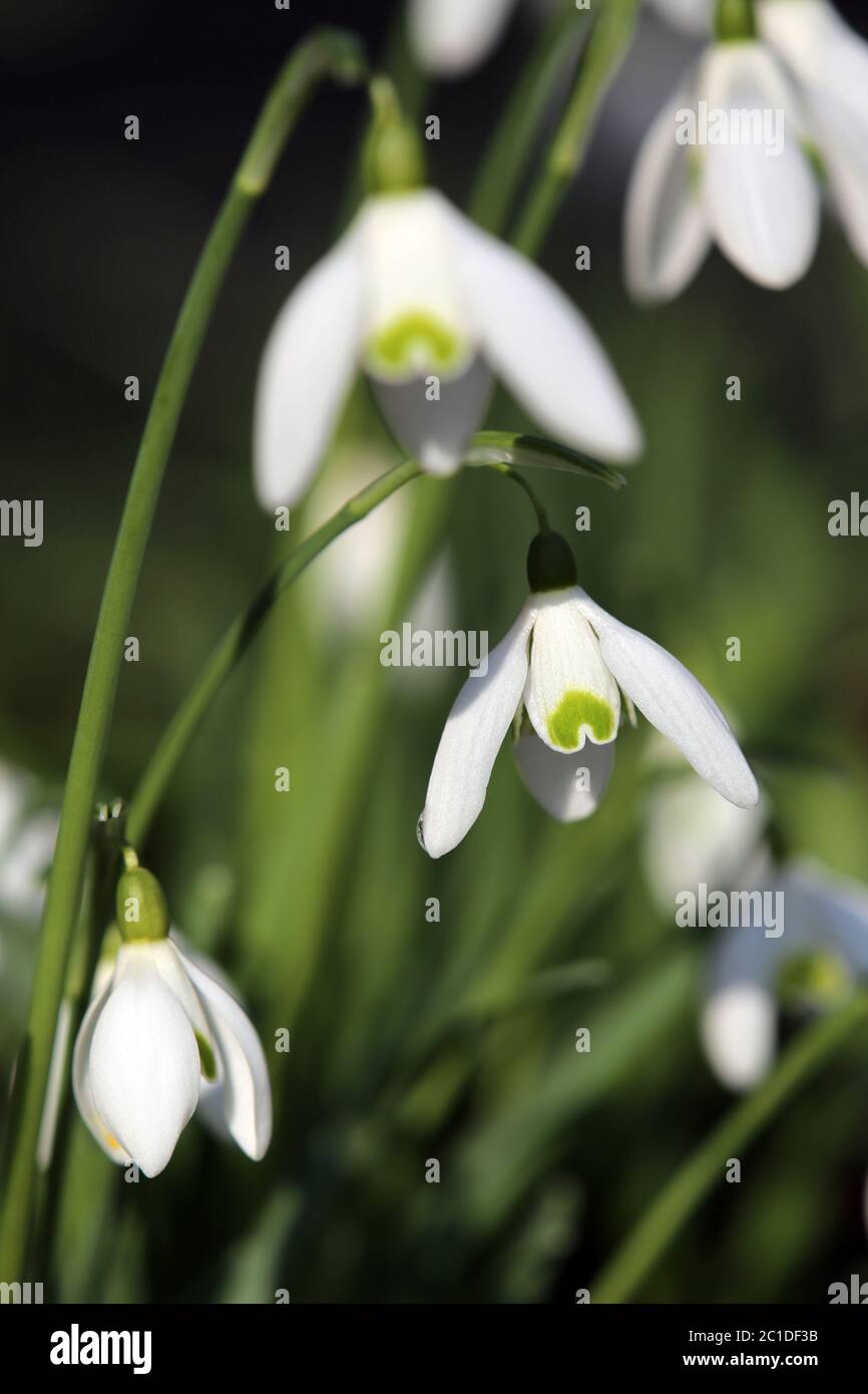 Perce-neige Galanthus nivalis Banque D'Images