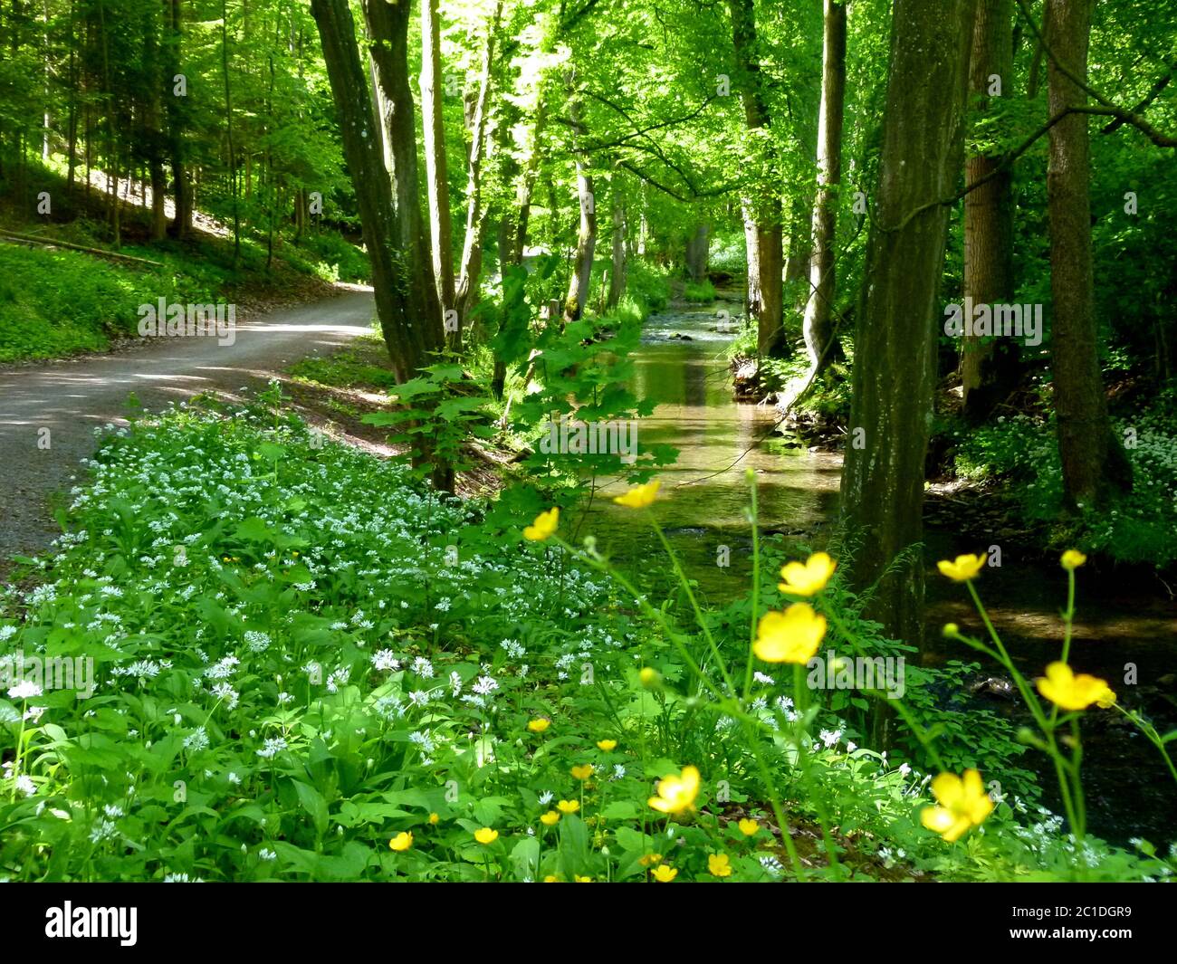 Belle forêt à côté d'un ruisseau avec de l'ail sauvage en fleur dans la forêt de printemps Banque D'Images