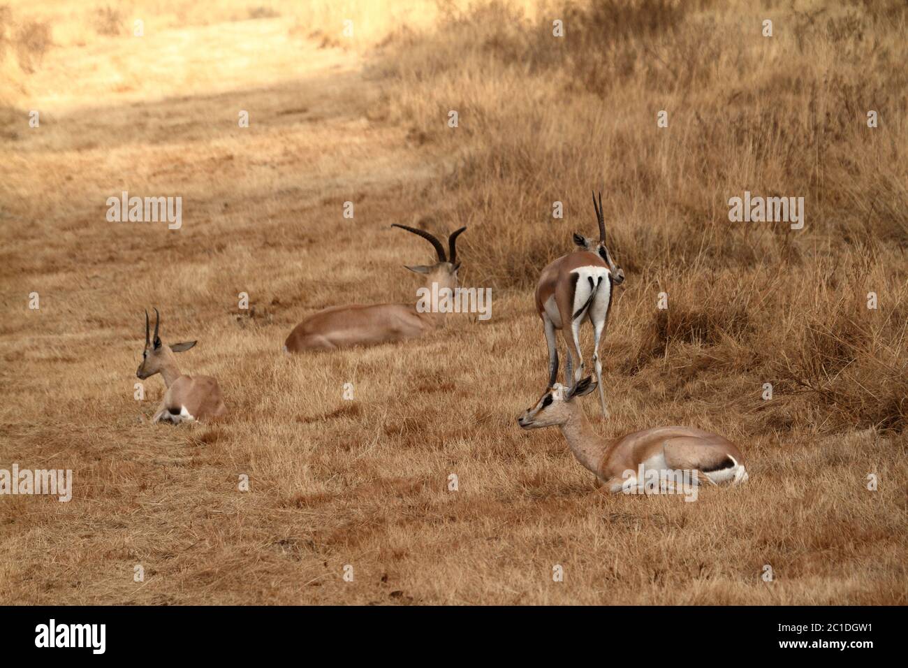 Gazelles dans le Serengeti Banque D'Images