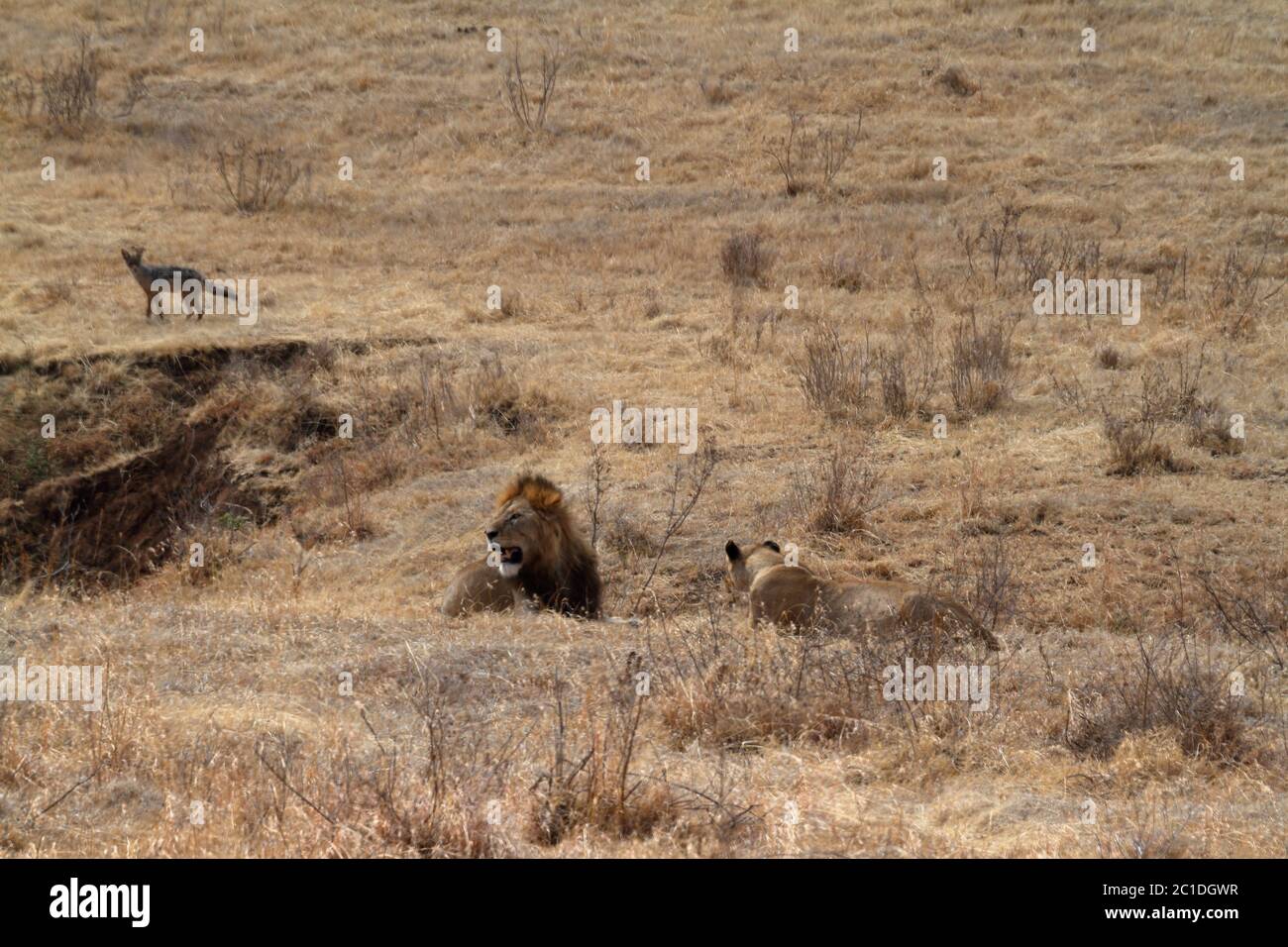 Lions dans la savane de Serengeti Banque D'Images