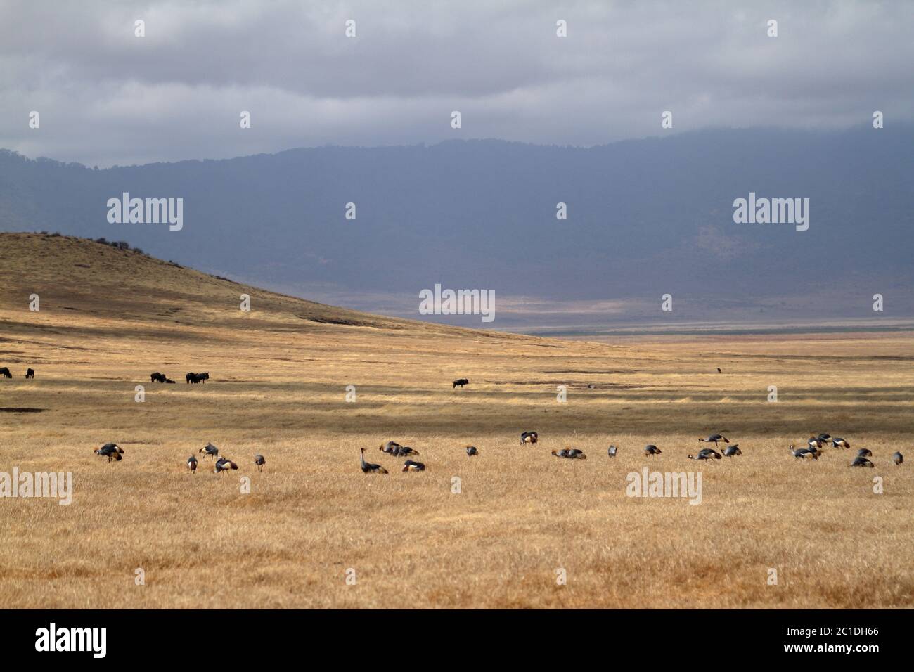 Grues de la Couronne dans la savane de Serengeti Banque D'Images