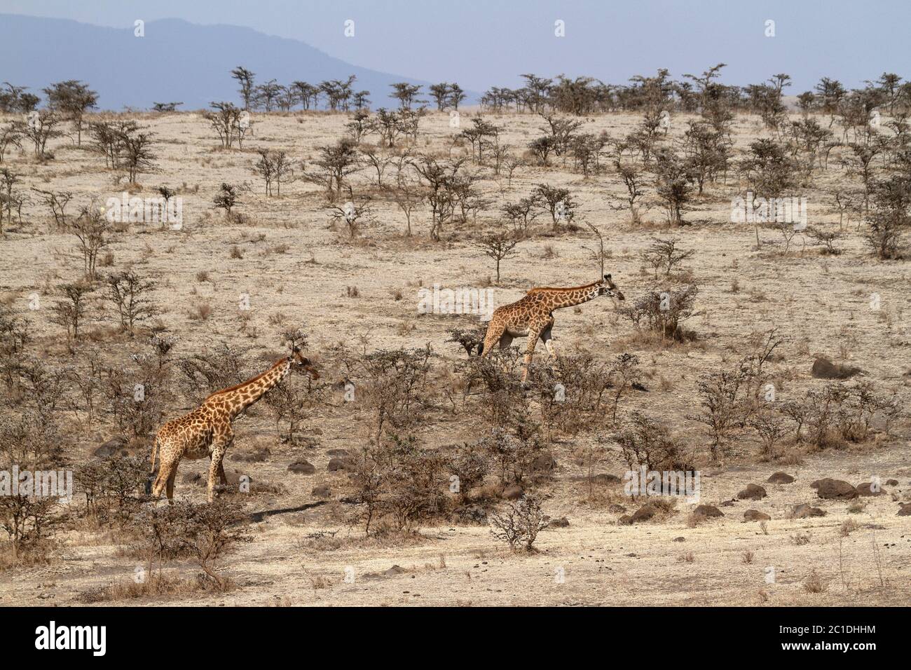 Girafes dans le Serengeti en Tanzanie Banque D'Images