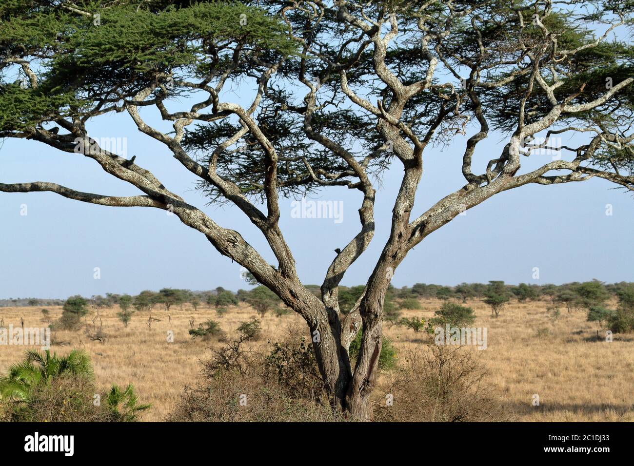 La savane du Serengeti en Tanzanie Banque D'Images