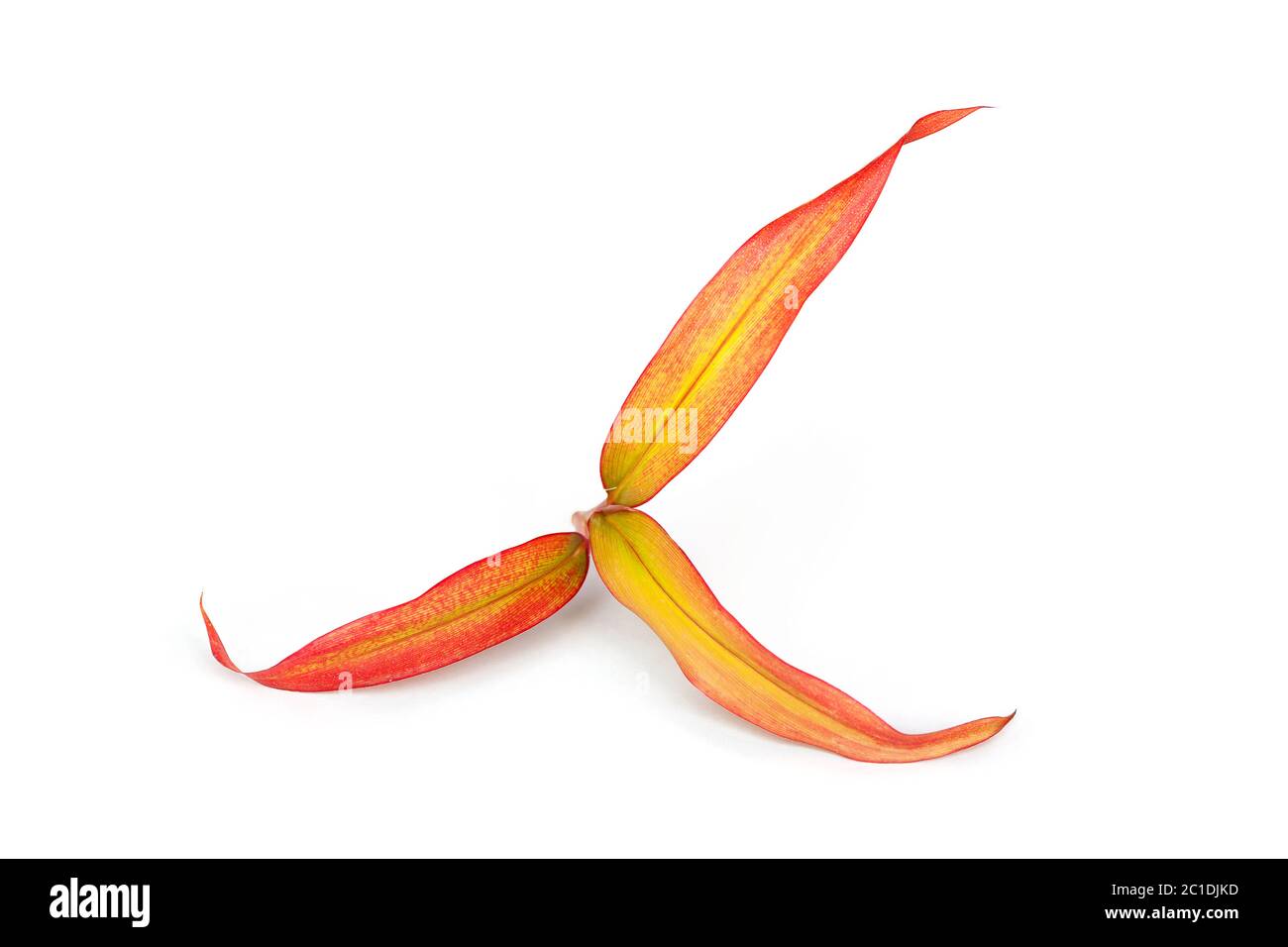 Cordyline fruticosa feuilles isolées. Banque D'Images