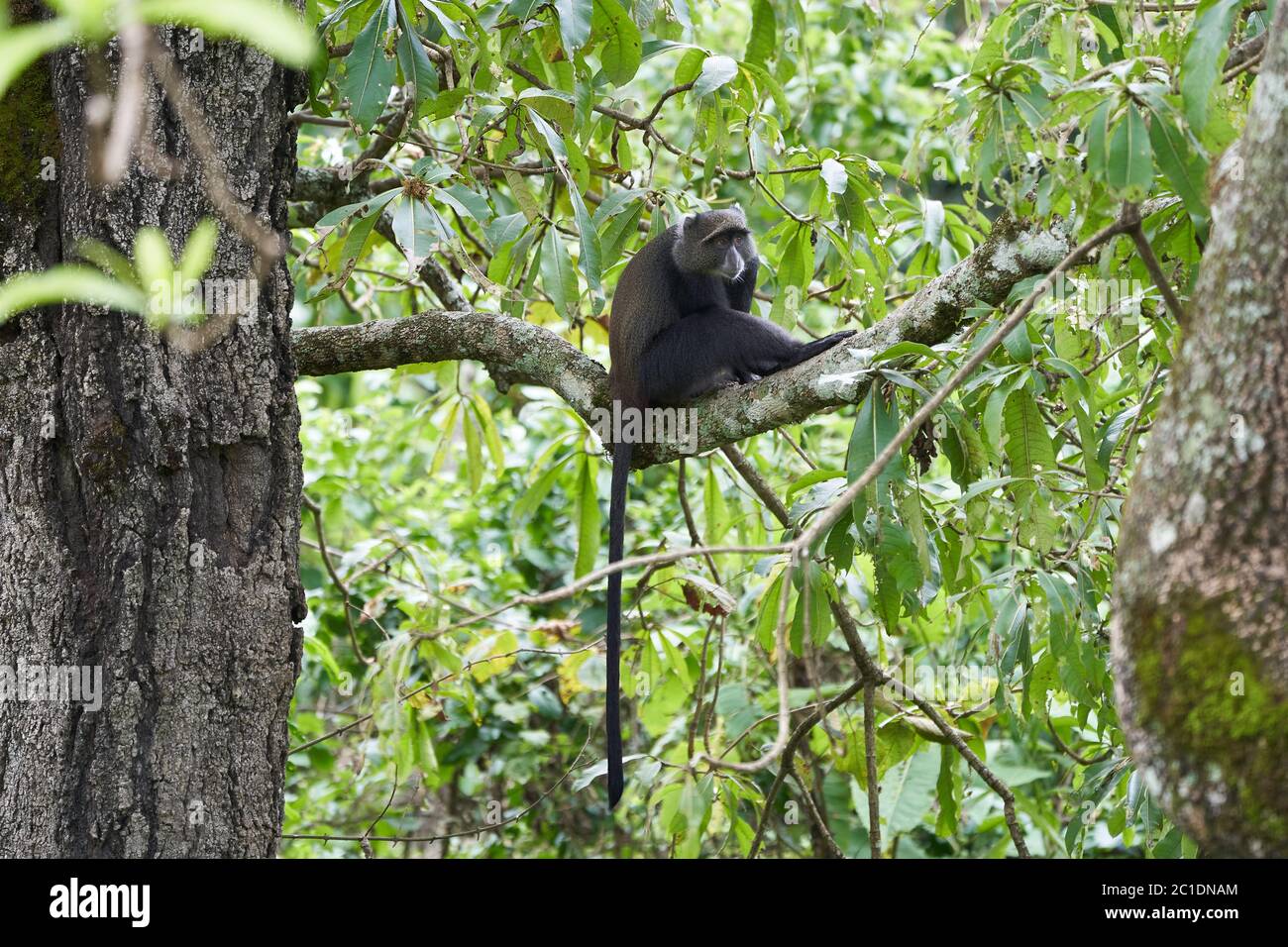 Singe bleu singe diademed Cercopithecus mitis Portrait espèces de la monke du Vieux monde Banque D'Images