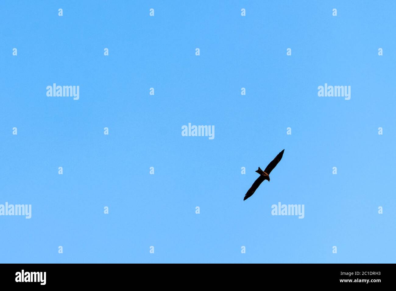 Aigle tacheté indien (Clanga hastata) dans le ciel bleu au-dessus du parc national Jim Corbett, en Inde Banque D'Images