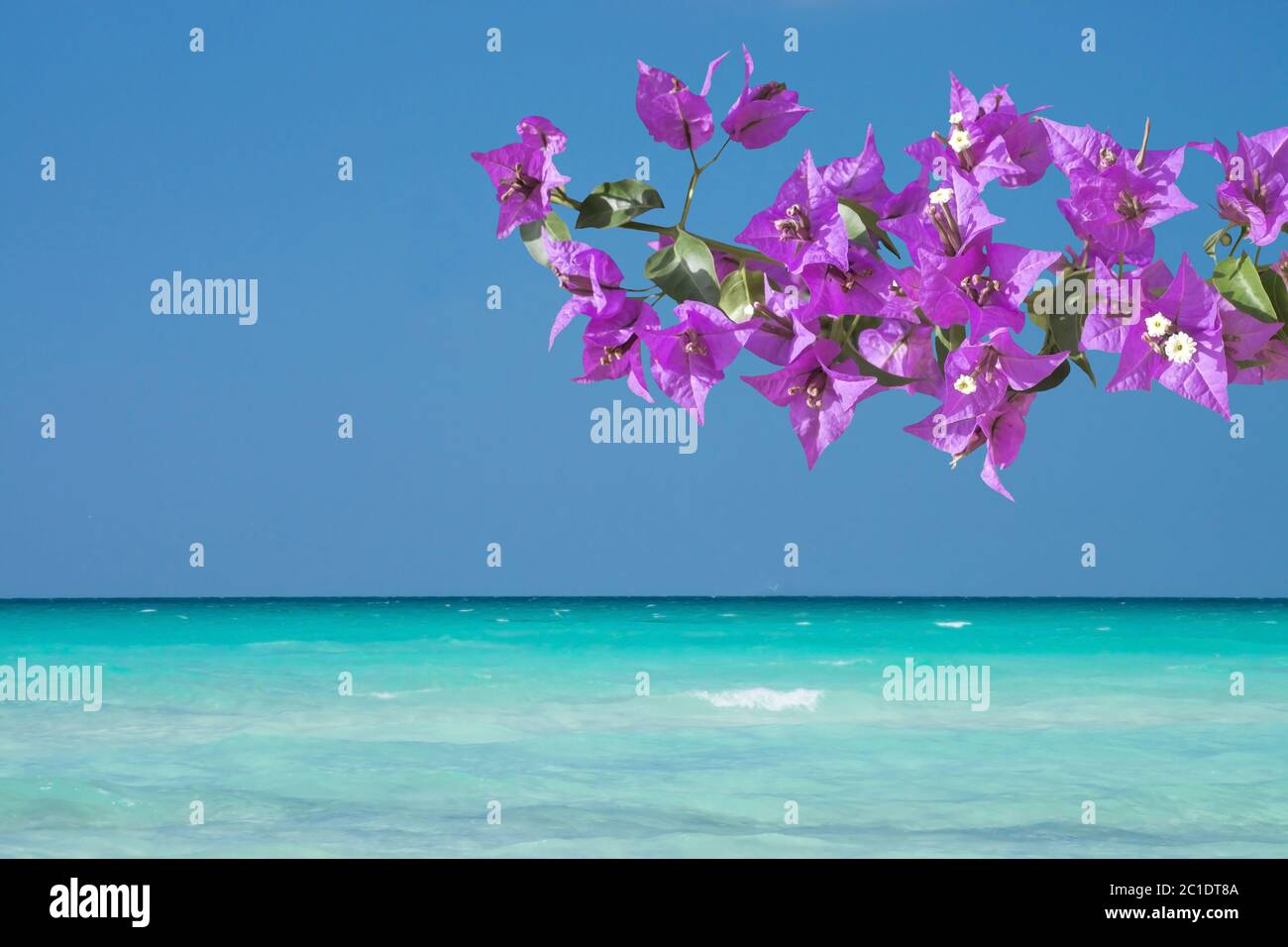 Magnifique paysage océanique avec ciel et horizon de mer et bougainvilliers roses Banque D'Images