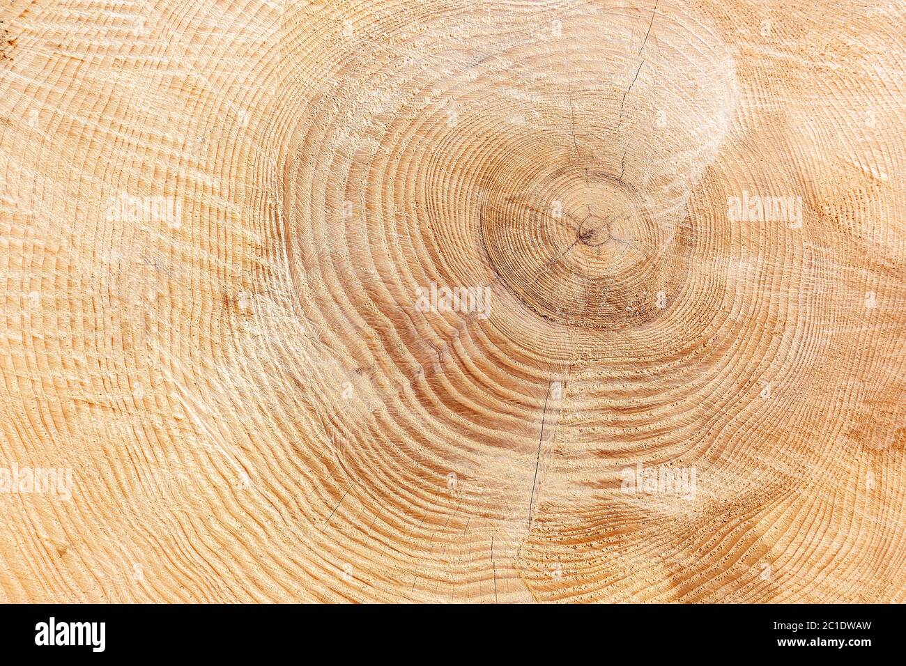 Anneaux annuels d'un tronc d'arbre épais avec une texture de bois légèrement fissurée en gros plan Banque D'Images