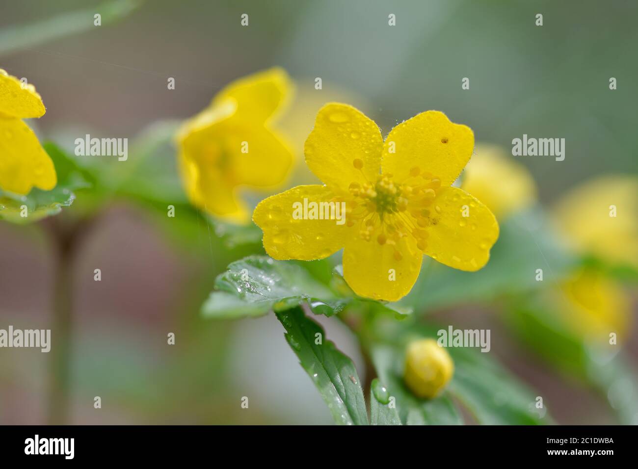 Le jaune fleuri Anemone ranunculoides Banque D'Images