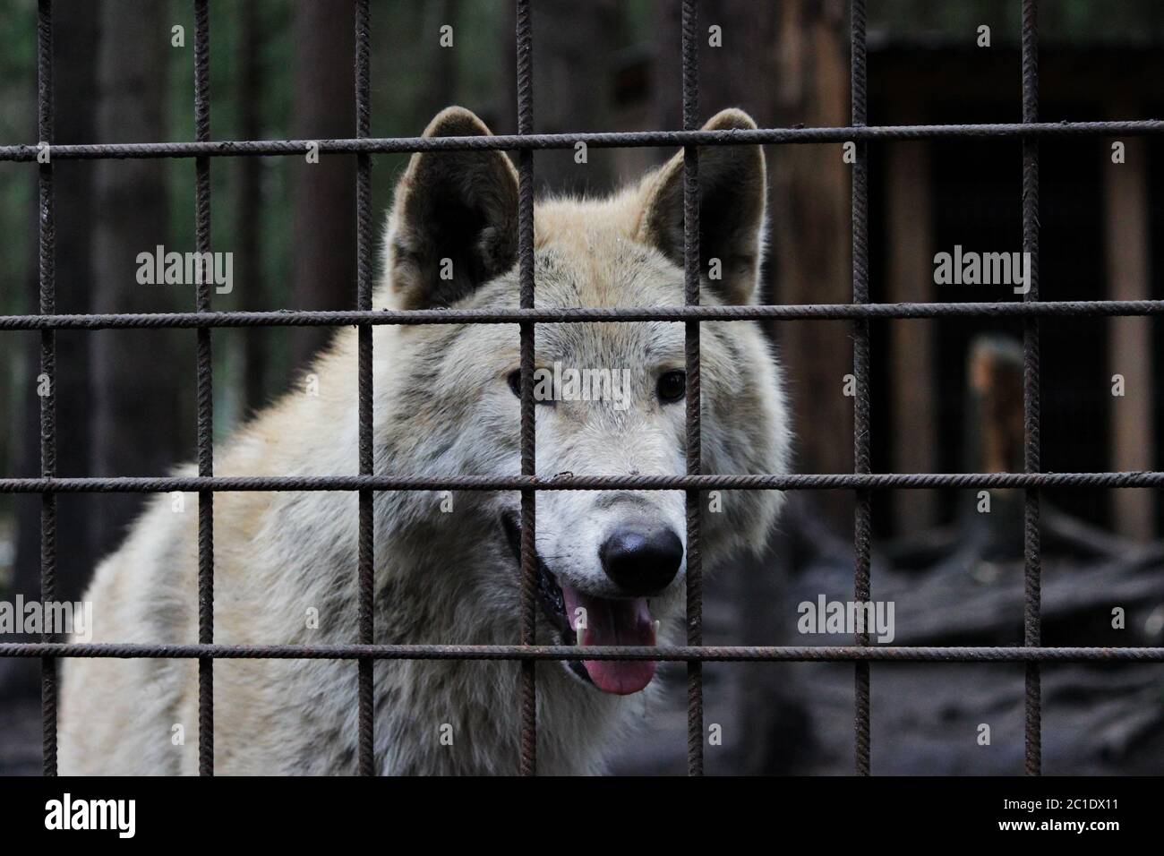 Loup polaire derrière les barres, couleur estivale Canis lupus tundrarum. Élevage de chenaux pour loups et hybrides de chiens-loups. Loup dans un grand encl Banque D'Images