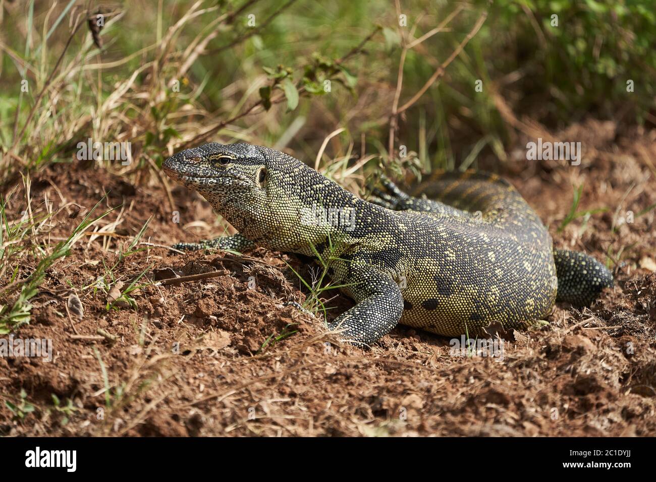 Surveillance du Nil Varanus niloticus un grand membre de la famille des Varanidae Banque D'Images