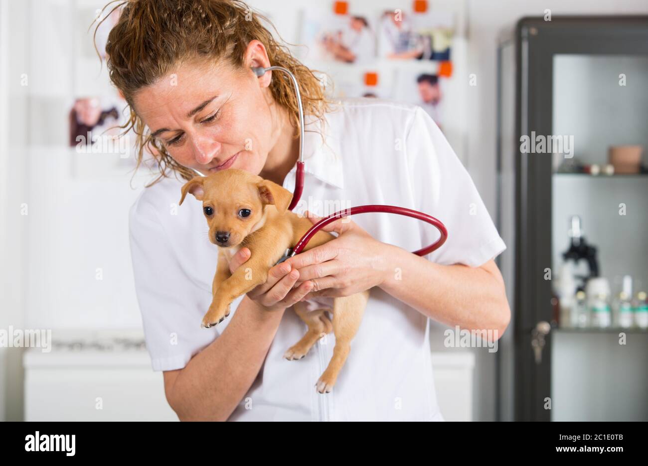 Vétérinaire à un chihuahua chiot faisant une auscultation Banque D'Images