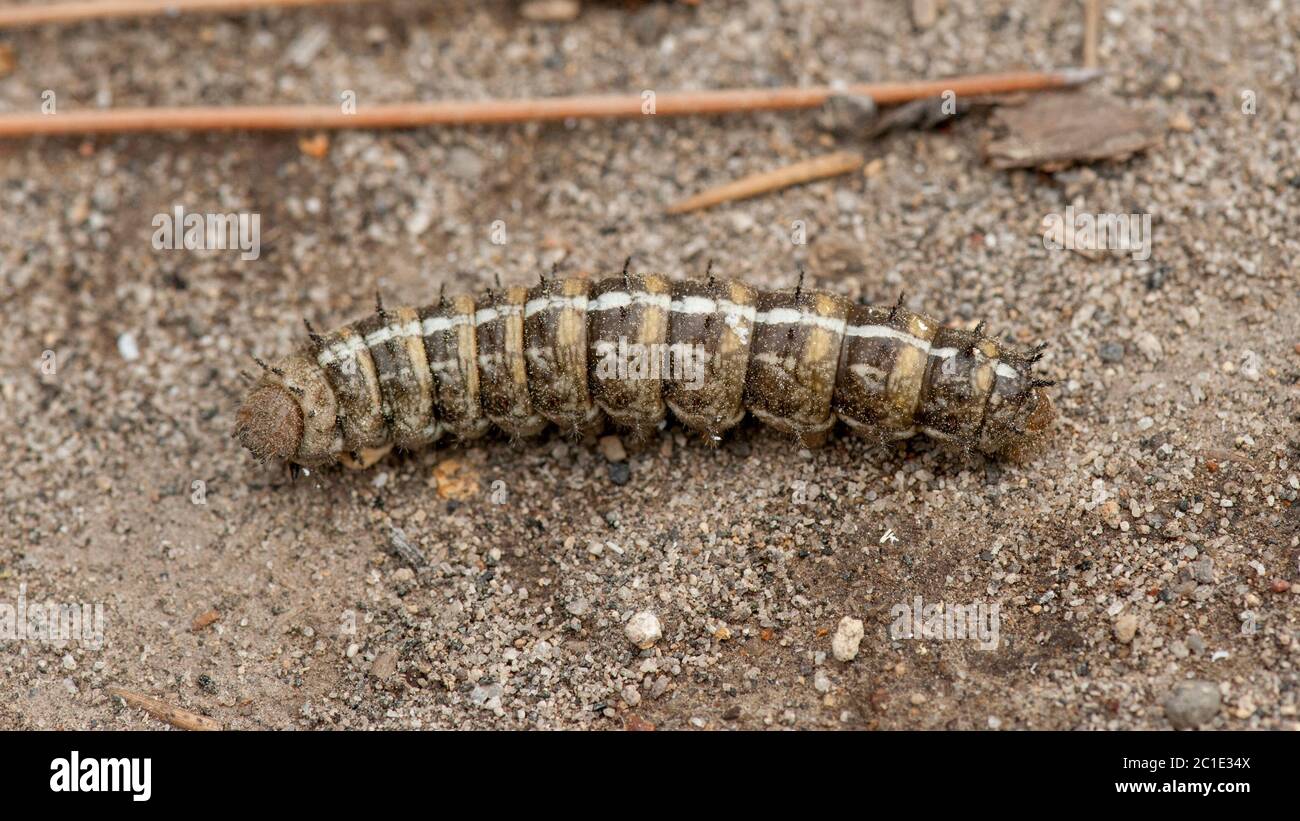 Une chenille de la Pandora Moth (Coloradia pandora) sur le fond de la forêt dans une forêt centrale de pins de l'Oregon. Banque D'Images