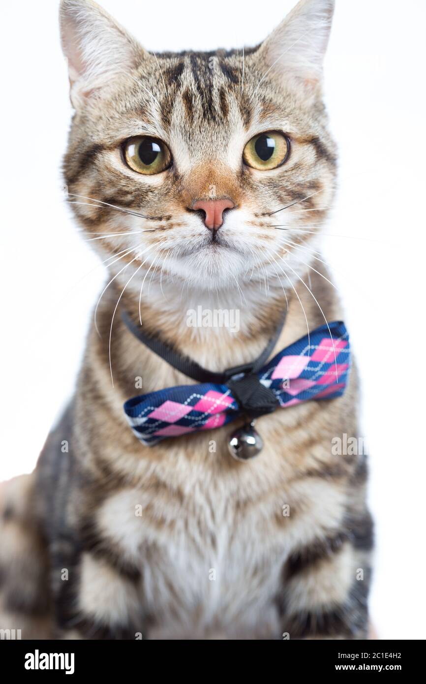 Chat Avec Noeud Papillon Banque D Image Et Photos Alamy