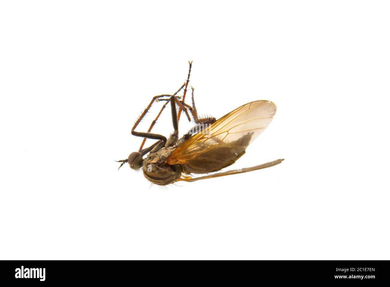 Moustique mortel isolé sur fond blanc Banque D'Images