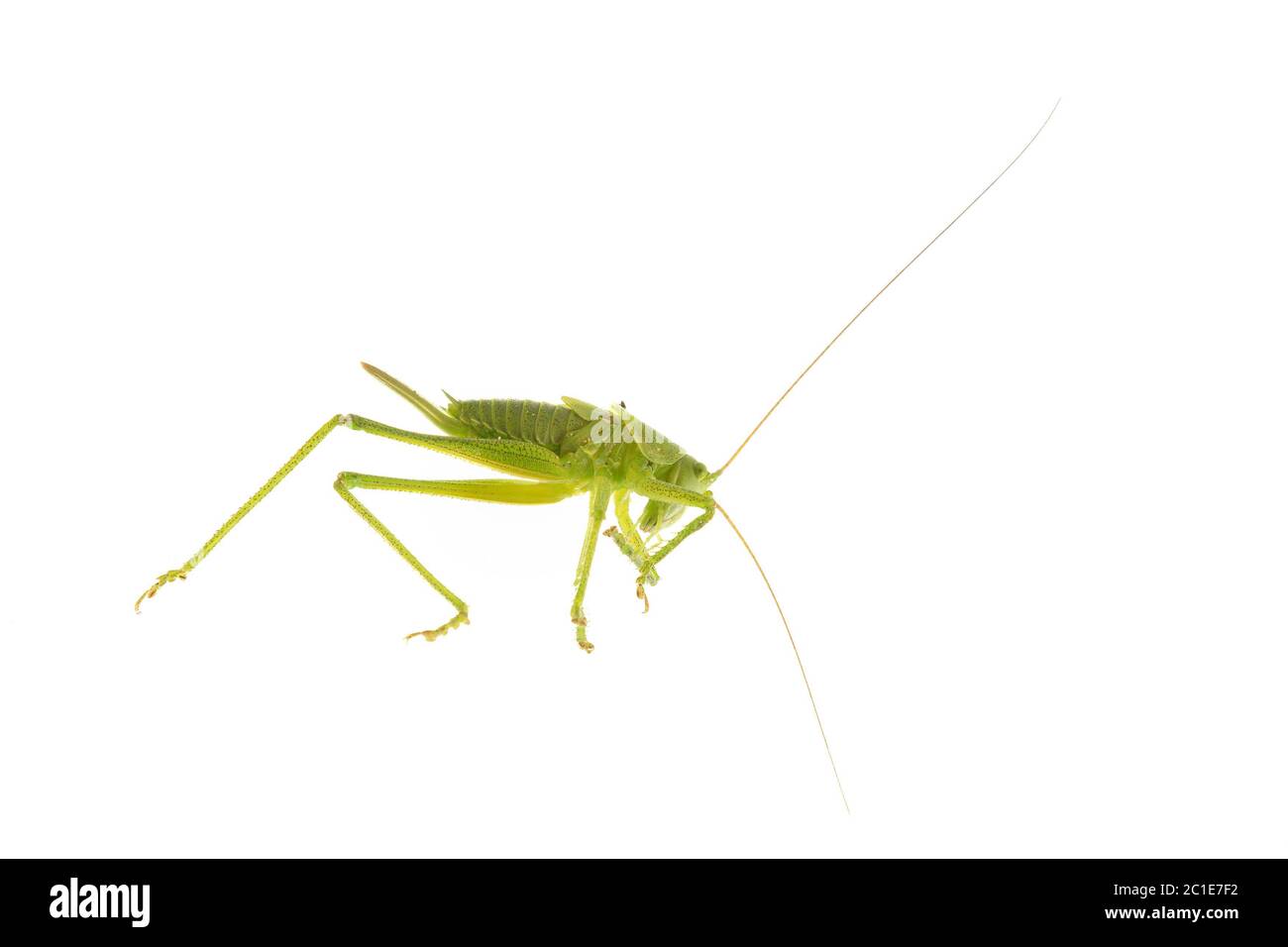 Sauterelle verte isolée sur fond blanc Banque D'Images