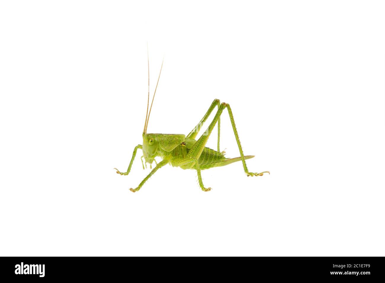 Sauterelle verte isolée sur fond blanc Banque D'Images