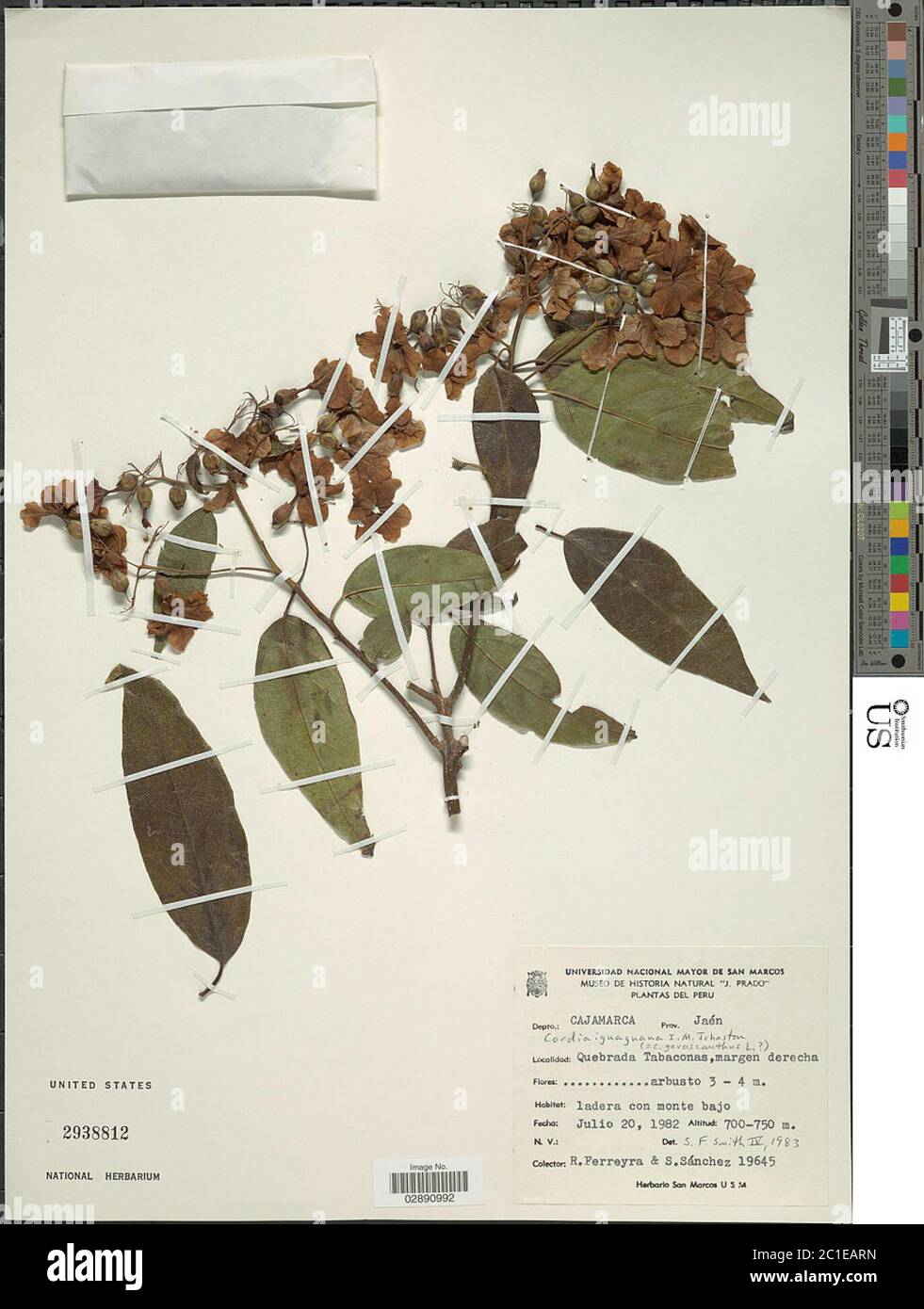 Cordia iguaguana im Johnst Cordia iguaguana im Johnst. Banque D'Images