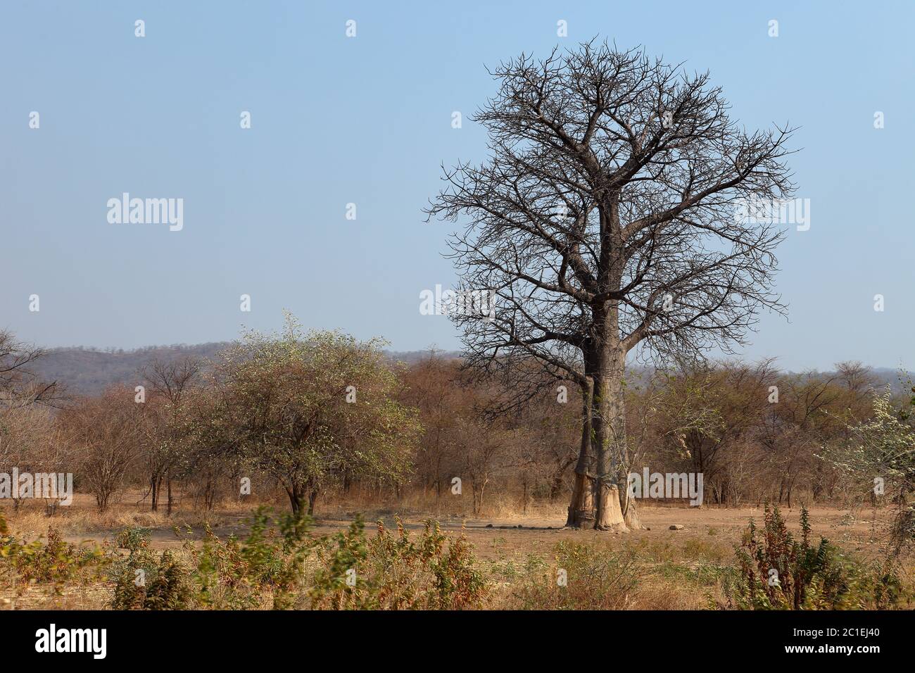 Forêts et paysages au Malawi Banque D'Images
