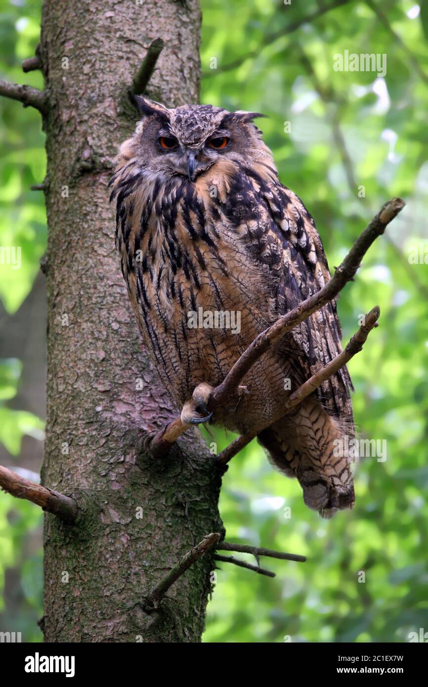 bubo uhu européen Banque D'Images