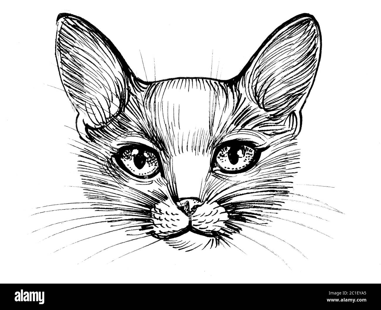 Tête de chats. Dessin noir et blanc Photo Stock - Alamy